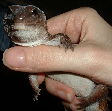 gecko_gal