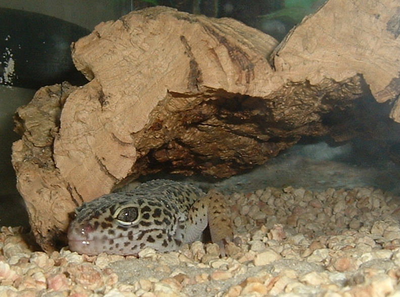 gecko_gal