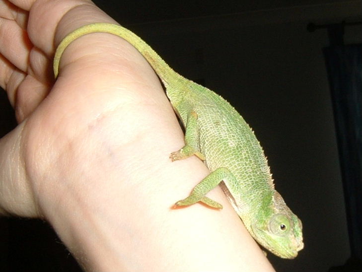 gecko_gal