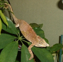 gecko_gal