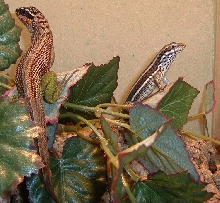 gecko_gal