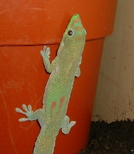 gecko_gal