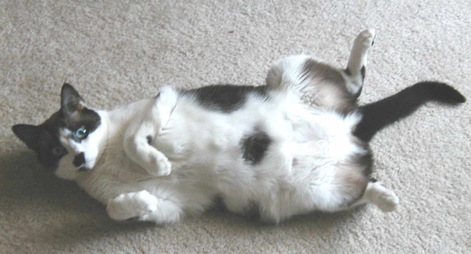 Lexi Lounging