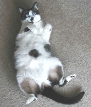 It wasn't me!