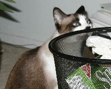 I think it's time to take the trash out!