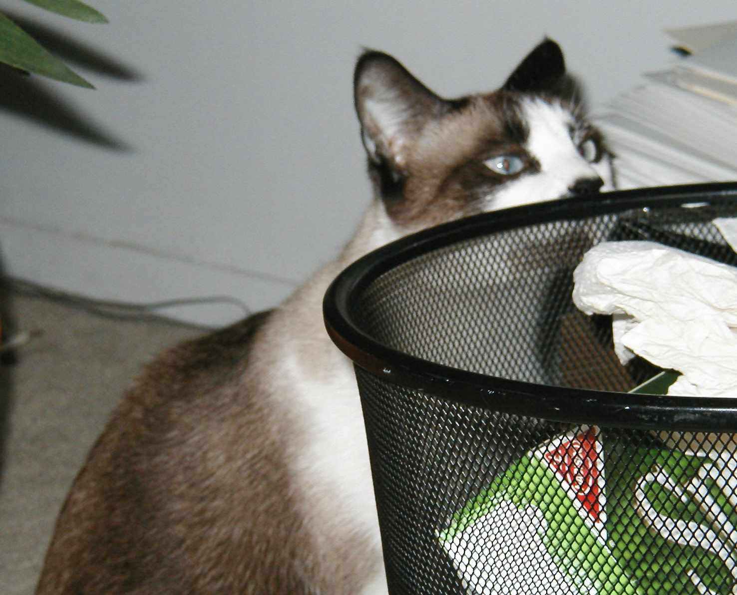 I think it's time to take the trash out!