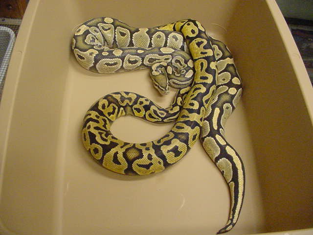 PASTEL AND GHOST
