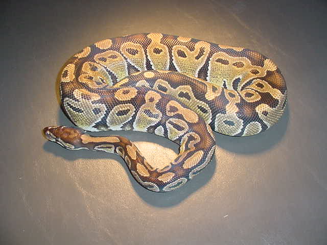 nice female