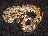 visual-het supertiger