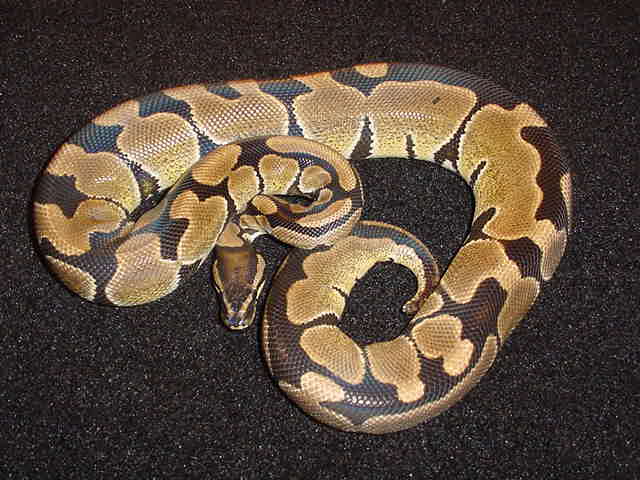 visual-het supertiger