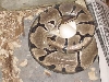 supertiger on eggs 2005