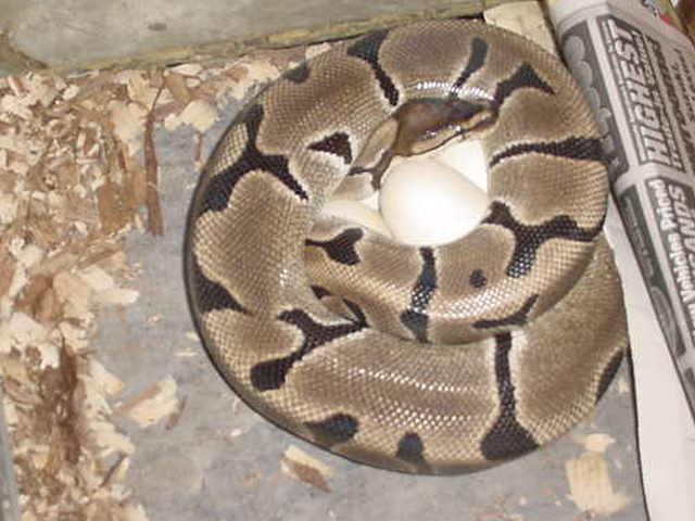 supertiger on eggs 2005