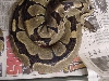 tiger ovulating
