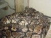 (het) albino breeding
