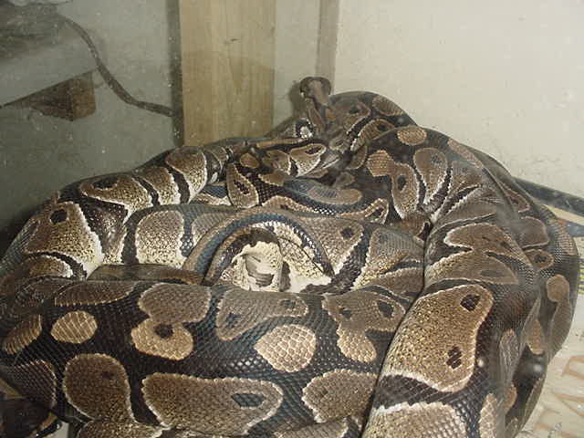 (het) albino breeding