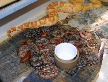 Sharp Sunglow Marron Babies