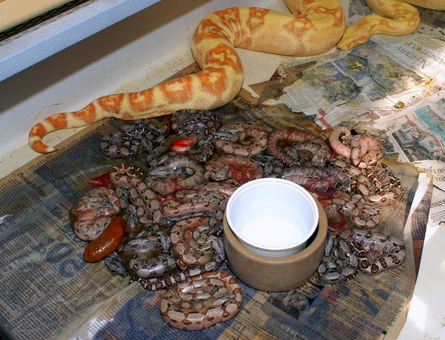 Sharp Sunglow Marron Babies