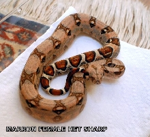 MARRON FEMALE HET SHARP