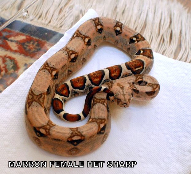MARRON FEMALE HET SHARP