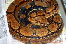 Sq Tail gravid T Jungle