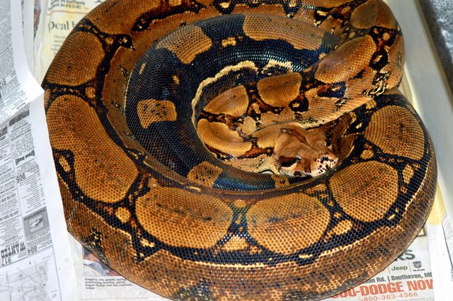 Sq Tail gravid T Jungle
