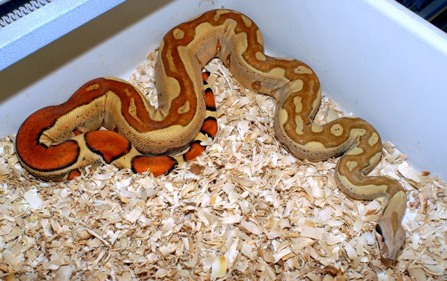 Female Jungle Het T Plus