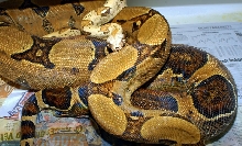 Jungle ovulation