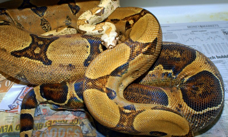 Jungle ovulation