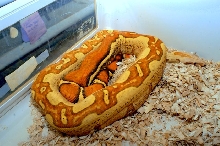 second male t jungle april 2012