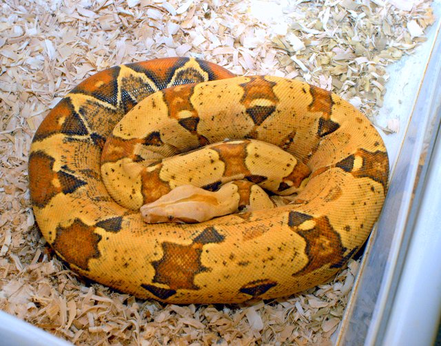 red female t april 2012