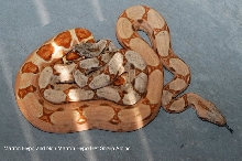 updated marron het sharp