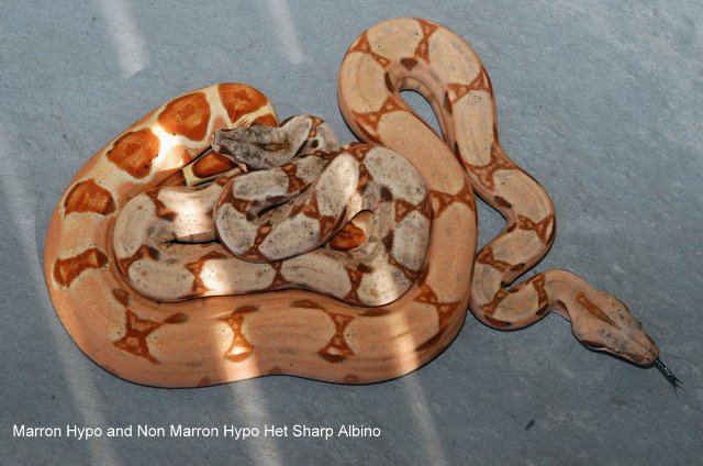 updated marron het sharp