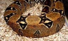 Kubsch boa