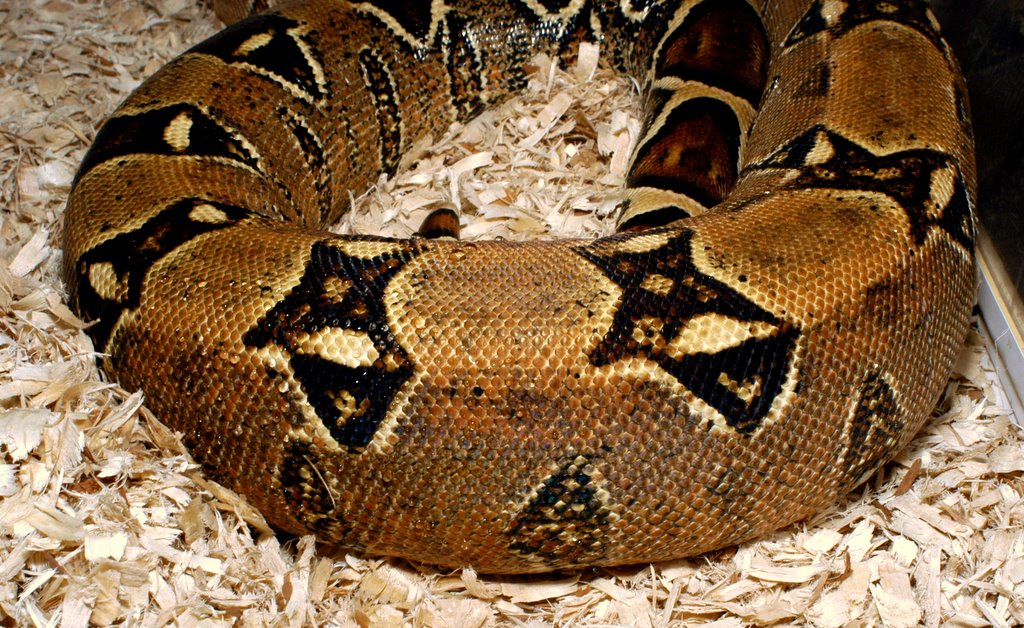 Kubsch boa