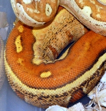 A closeup