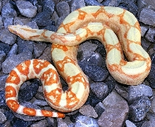 Ember Jeremy photo