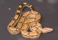 Female yearling #1