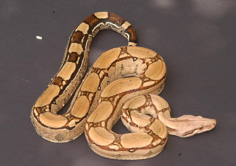 Female yearling #1