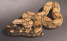 Female yearling #3