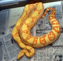 Ember gravid by marron