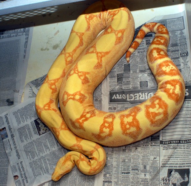Ember gravid by marron