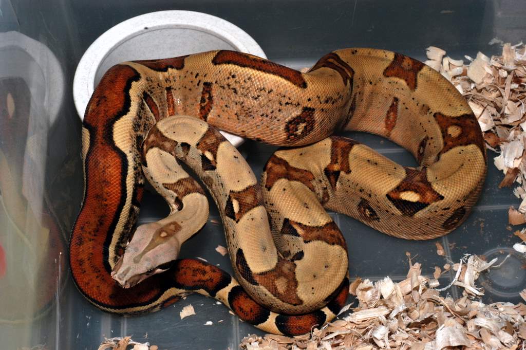 Jungle Male Het T Plus Stone