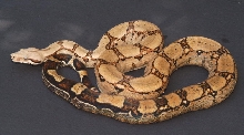 Male yearling #1