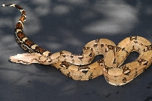 Male yearling #2