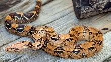 Normal from sq tail breeding