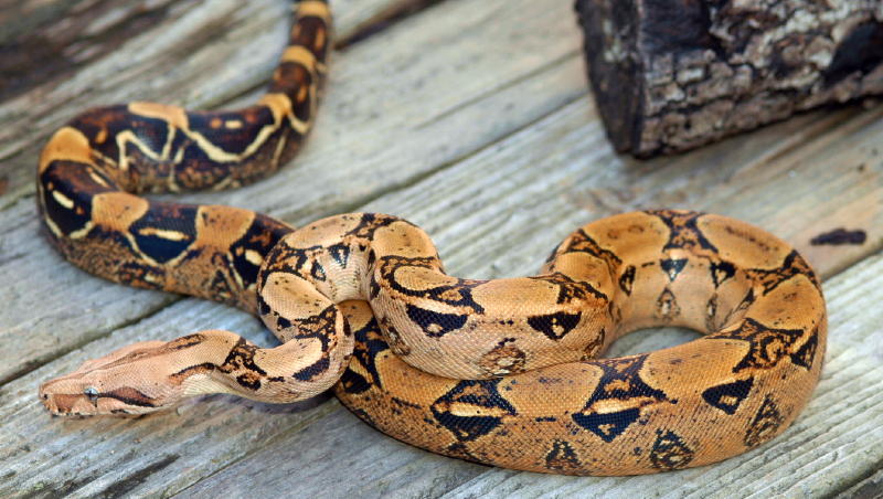 Normal from sq tail breeding