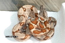 EXAMPLE OF NON MARRON HYPO HET SHARP