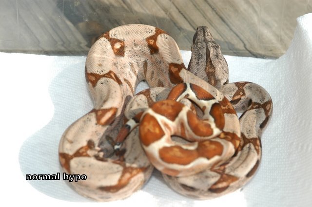 EXAMPLE OF NON MARRON HYPO HET SHARP