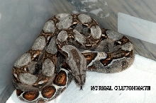 EXAMPLE OF NON MARRON HET SHARP