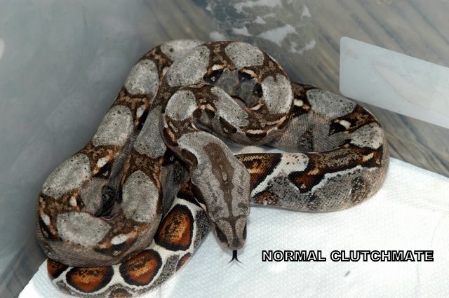EXAMPLE OF NON MARRON HET SHARP